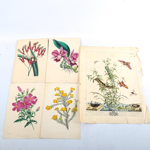 1377 - A folder of mainly 19th century hand coloured prints, insects, butterflies and botanical, including ... 