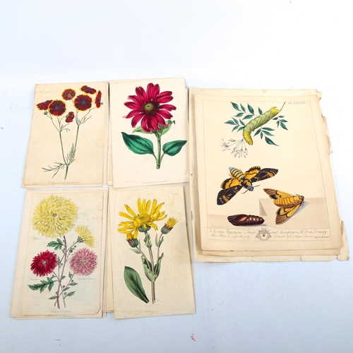 1377 - A folder of mainly 19th century hand coloured prints, insects, butterflies and botanical, including ... 