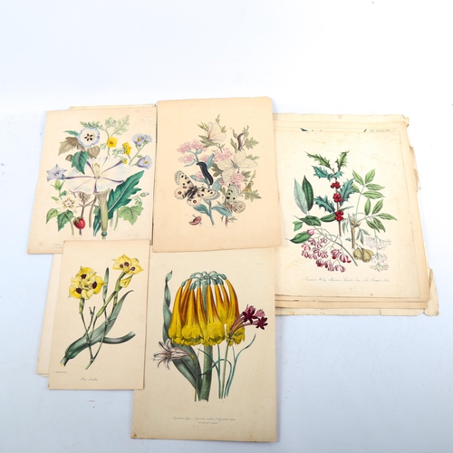 1377 - A folder of mainly 19th century hand coloured prints, insects, butterflies and botanical, including ... 