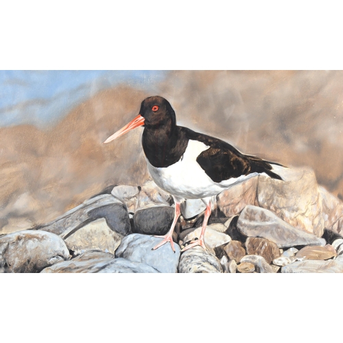 1545 - Michael Jevon, gouache, oyster catcher, signed, 28cm x 44cm, framed