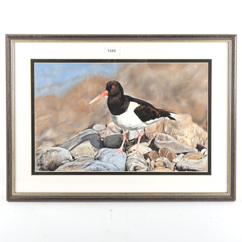 1545 - Michael Jevon, gouache, oyster catcher, signed, 28cm x 44cm, framed