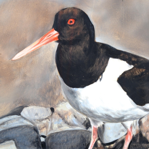 1545 - Michael Jevon, gouache, oyster catcher, signed, 28cm x 44cm, framed