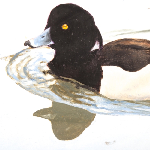 1551 - Michael Jevon, gouache on board, tufted duck, signed, 26cm x 36cm, framed