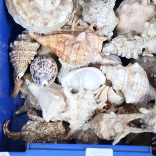 485 - A box of seashells