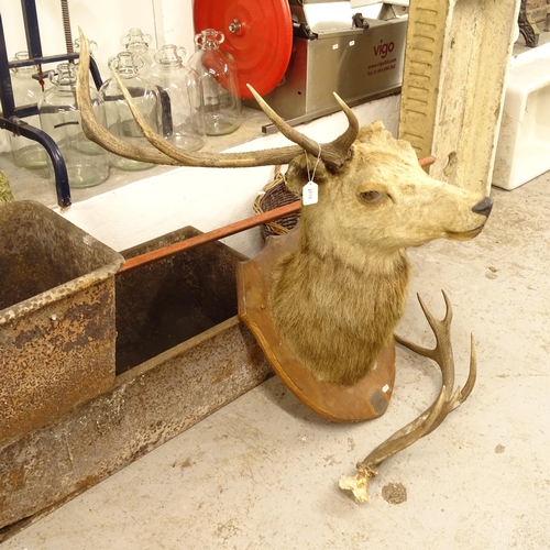 2719 - TAXIDERMY - a stag's head and antlers, on oak shield plaque, with subsidiary plaque inscribed Shot b... 