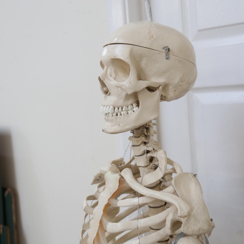 1056 - A life-size resin skeleton, with stand