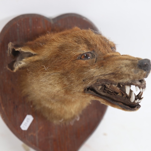 1061 - TAXIDERMY - a fox's head, mounted on heart-shaped oak plaque, backing height 30cm