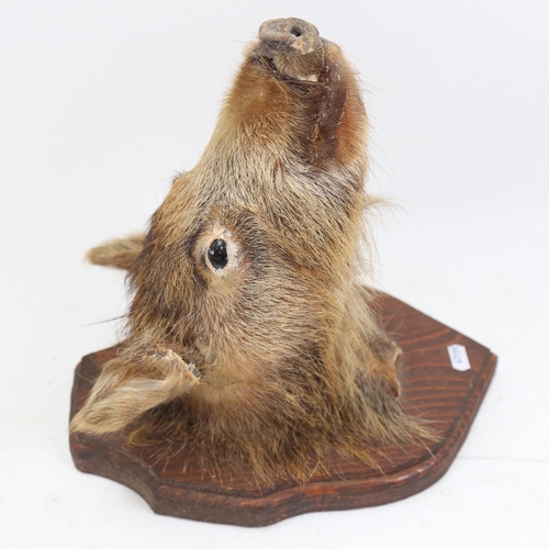 1062 - TAXIDERMY - a Wild Boar piglet's head mounted on wall plaque