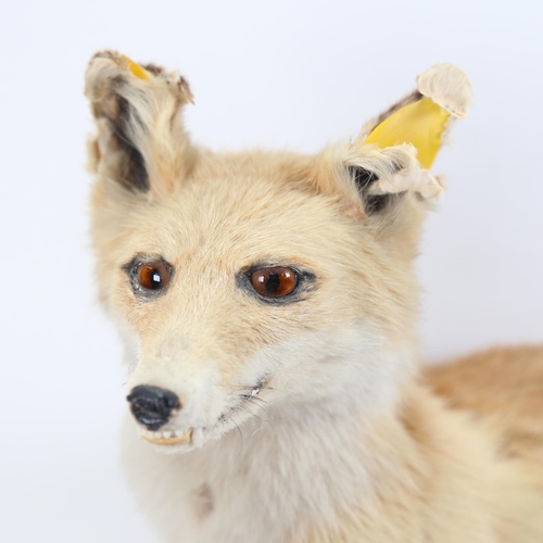 1064 - TAXIDERMY - a fox, height 47cm