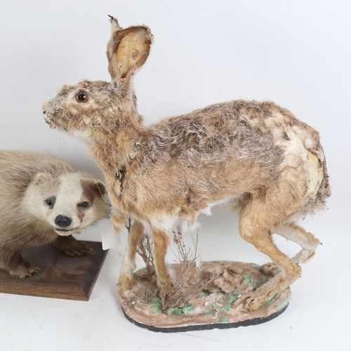 1065 - TAXIDERMY - a badger cub on plinth, length 47cm overall, and a hare