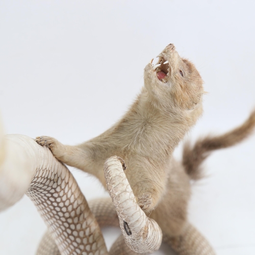 1066 - TAXIDERMY - a cobra and mongoose, height 63cm