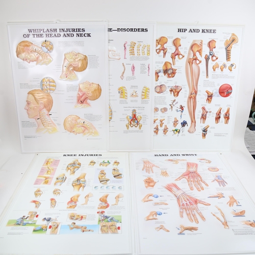 892 - Various 3-dimentional Anatomical Chart Co educational charts