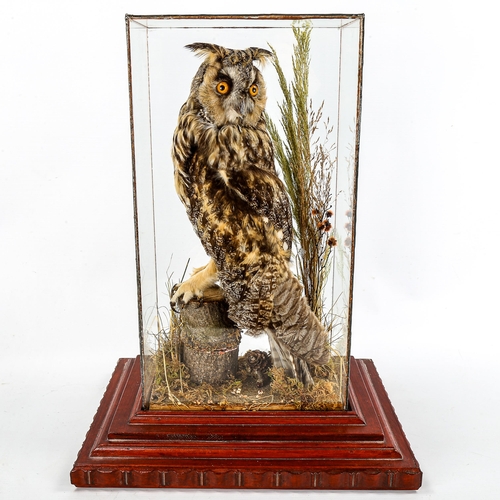 1110 - **WITHDRAWN** TAXIDERMY - a long-eared owl in glass case on wood plinth, height 43cm