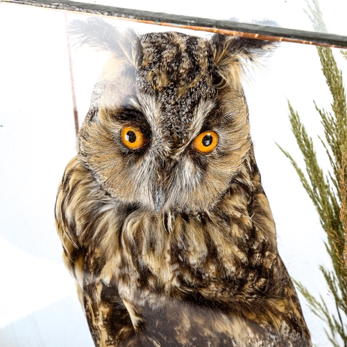 1110 - **WITHDRAWN** TAXIDERMY - a long-eared owl in glass case on wood plinth, height 43cm