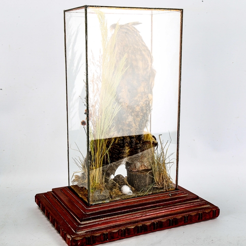 1110 - **WITHDRAWN** TAXIDERMY - a long-eared owl in glass case on wood plinth, height 43cm