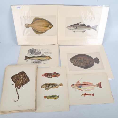 1119 - A History Of The Fishes Of The British Islands, by Jonathan Couch, 68 loose colour plates, published... 