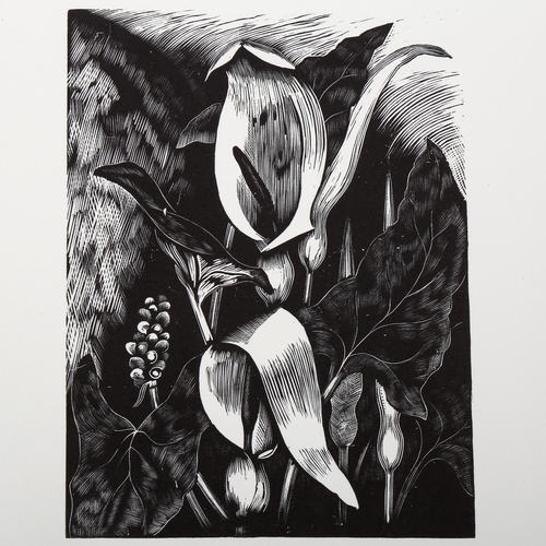 1571 - John Nash (1893-1977), limited edition wood engraving on paper, Arum (from Poisonous Plants, 1927), ... 