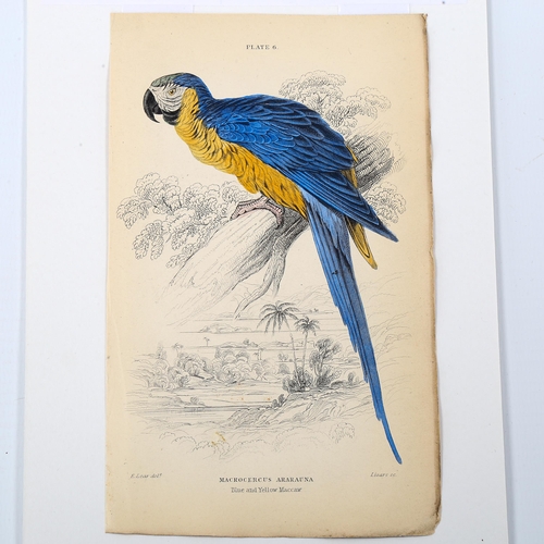 1574 - Edward Lear (1812-1888), hand-coloured lithograph on paper, Blue and Yellow Maccaw (1836), 15cm x 9.... 