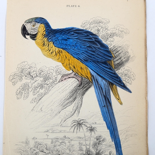 1574 - Edward Lear (1812-1888), hand-coloured lithograph on paper, Blue and Yellow Maccaw (1836), 15cm x 9.... 