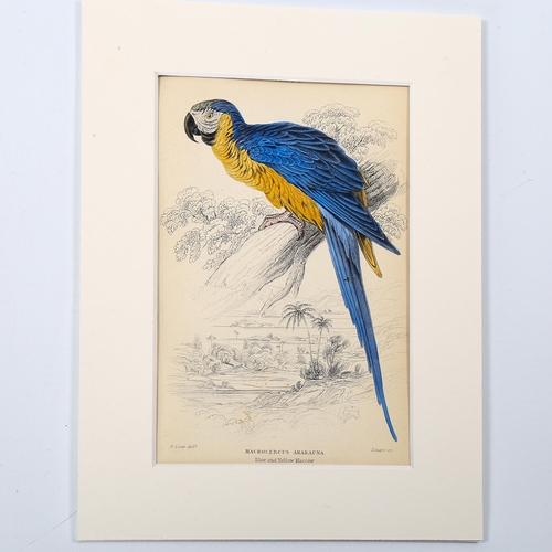 1574 - Edward Lear (1812-1888), hand-coloured lithograph on paper, Blue and Yellow Maccaw (1836), 15cm x 9.... 