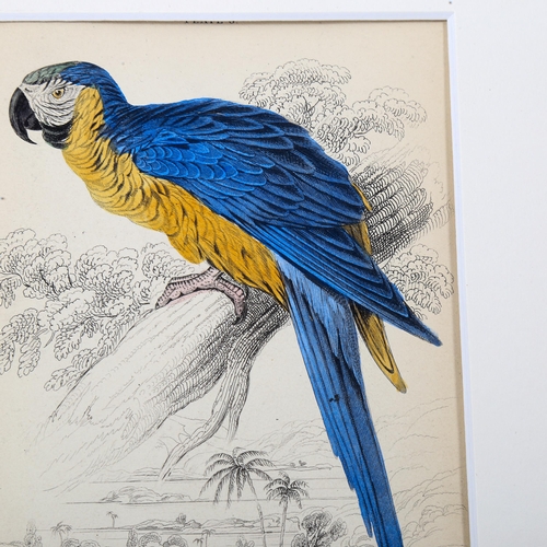 1574 - Edward Lear (1812-1888), hand-coloured lithograph on paper, Blue and Yellow Maccaw (1836), 15cm x 9.... 