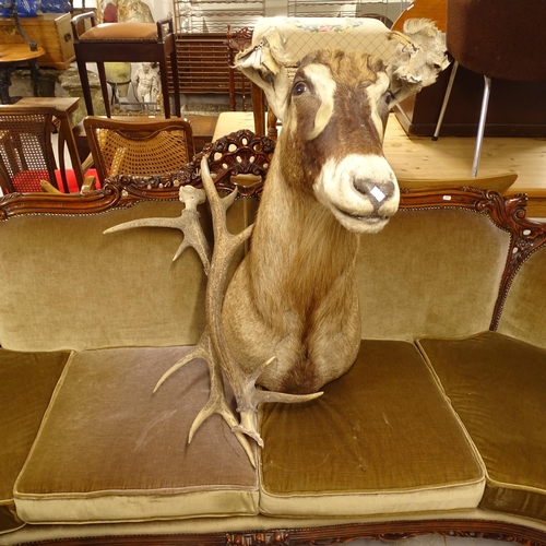 2672 - TAXIDERMY - a stag's head with detached antlers, H100cm