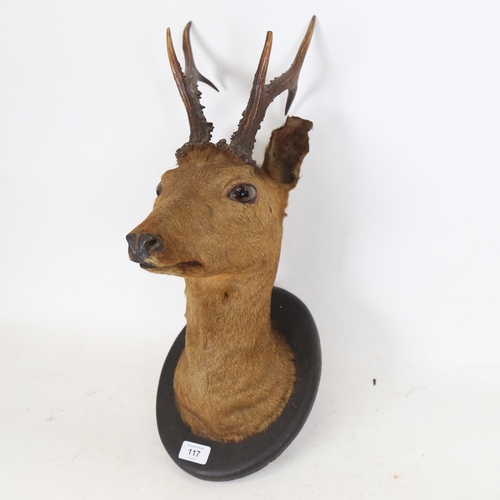 117 - TAXIDERMY - a deer with antlers, mounted on wood plaque, circa 1900