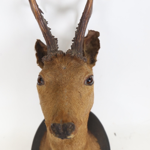 117 - TAXIDERMY - a deer with antlers, mounted on wood plaque, circa 1900