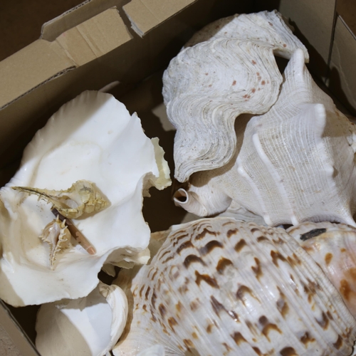 243 - A quantity of seashells, including conch (boxful)