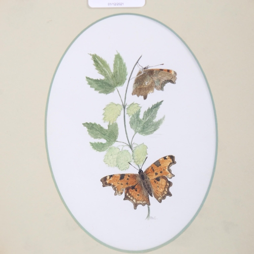 337 - Pair of watercolours, butterflies, signed with initials BC, in gilded frames, overall 41cm x 33cm