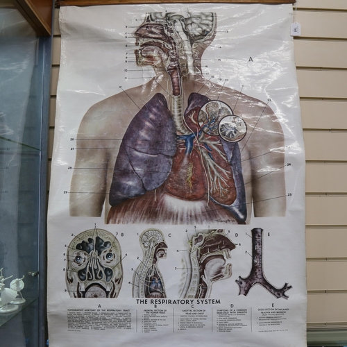 741 - Rudolf Schick, mid-century classroom Respiratory System poster, circa 1945