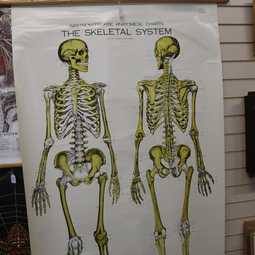 742 - An American large scale clay Adams Skeletal System anatomical schoolroom chart, 190cm x 106cm