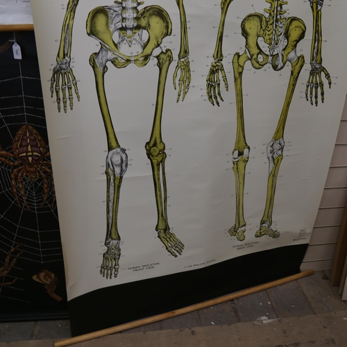 742 - An American large scale clay Adams Skeletal System anatomical schoolroom chart, 190cm x 106cm