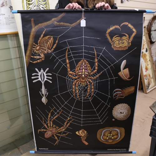 743 - Vintage Hargemann Garden Spider anatomical schoolroom chart, 115cm x 80cm