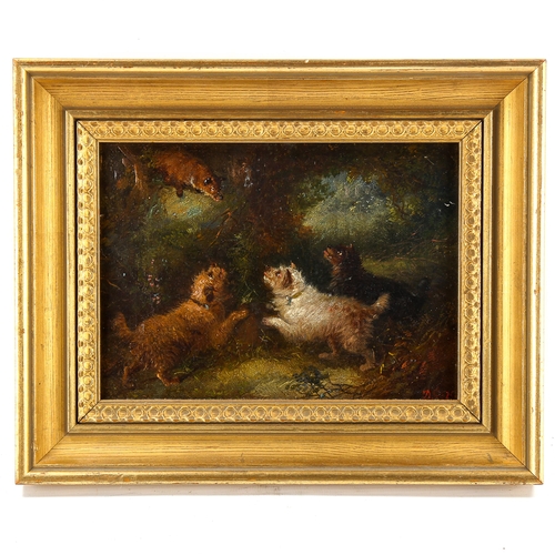 1546 - Circle of George Armfield, 19th century oil on canvas, Terriers and a fox, indistinctly signed, 15cm... 