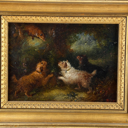 1546 - Circle of George Armfield, 19th century oil on canvas, Terriers and a fox, indistinctly signed, 15cm... 