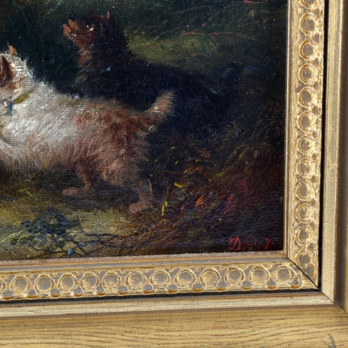 1546 - Circle of George Armfield, 19th century oil on canvas, Terriers and a fox, indistinctly signed, 15cm... 