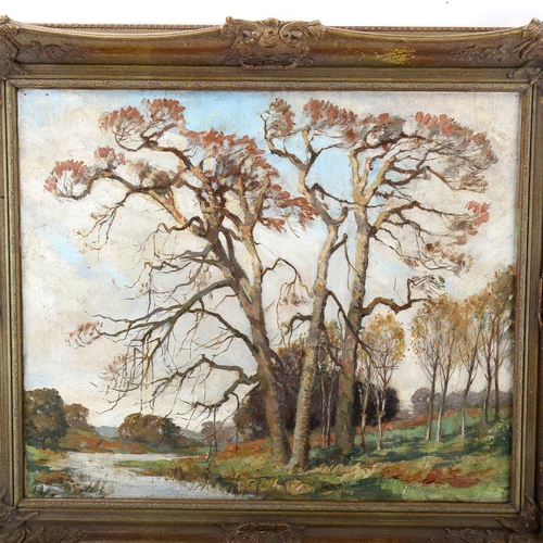 1566 - Oil on canvas, impressionist tree study, unsigned, 50cm x 60cm, framed