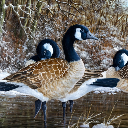 1570 - David Godden, oil on canvas, Canada geese, signed, 60cm x 100cm, framed