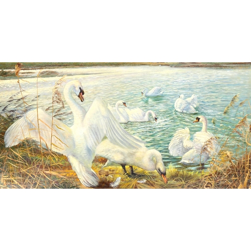 1729 - Spencer Roberts, oil on board, swans, signed and dated 1971, 60cm x 114cm, framed