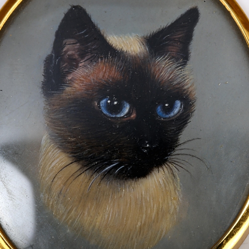 1750 - Barbara Tate (born 1927), miniature oil on board, Persian cat, signed, 7cm x 5.5cm