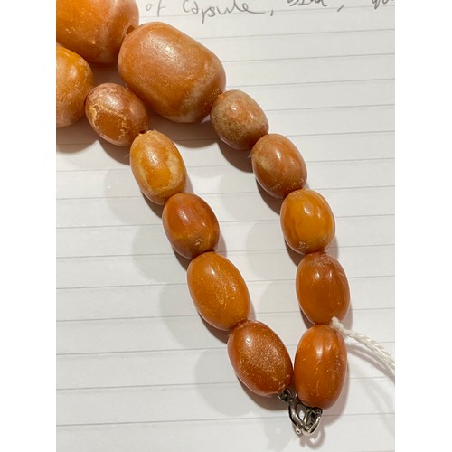 237 - A single-strand graduated butterscotch amber bead necklace, beads ranging from 18mm - 31.1mm, neckla... 