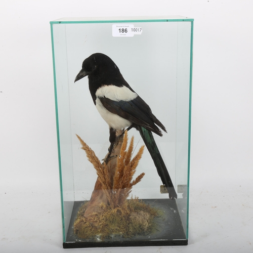 186 - TAXIDERMY - a Eurasian magpie, on naturalistic base, in glass case, height 45cm