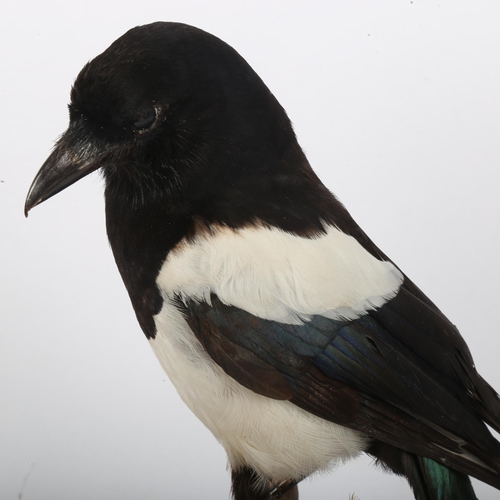 186 - TAXIDERMY - a Eurasian magpie, on naturalistic base, in glass case, height 45cm