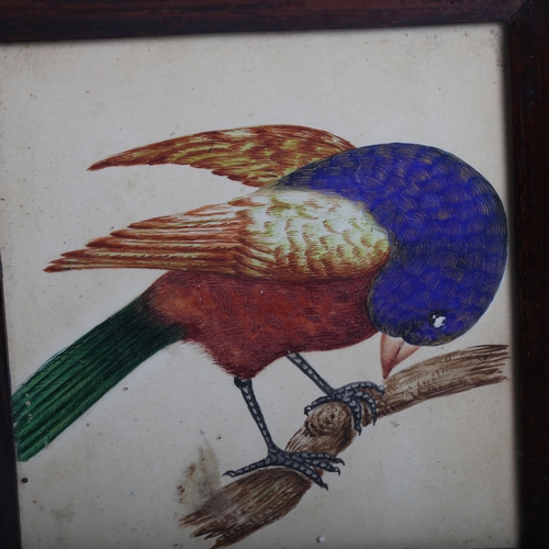 278 - A hand painted watercolour, exotic bird on branch, unsigned, in rosewood frame, overall 18cm x 17cm