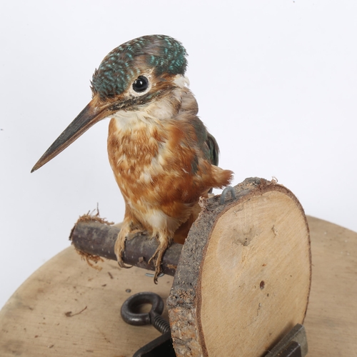 345 - TAXIDERMY - a kingfisher, on assembled branch base with glass dome, overall height 20cm