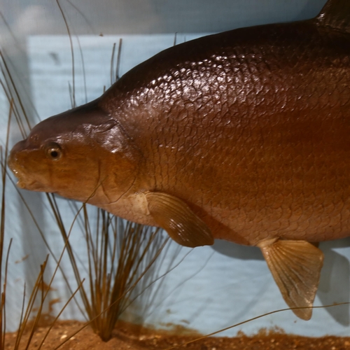 627 - TAXIDERMY - a composition model Bream fish, in naturalistic surround, cased, width 82cm