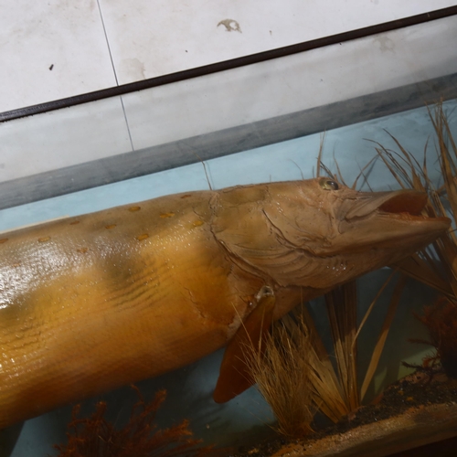 628 - TAXIDERMY - a composition model Pike fish, in naturalistic surround, in glazed case, width 129cm