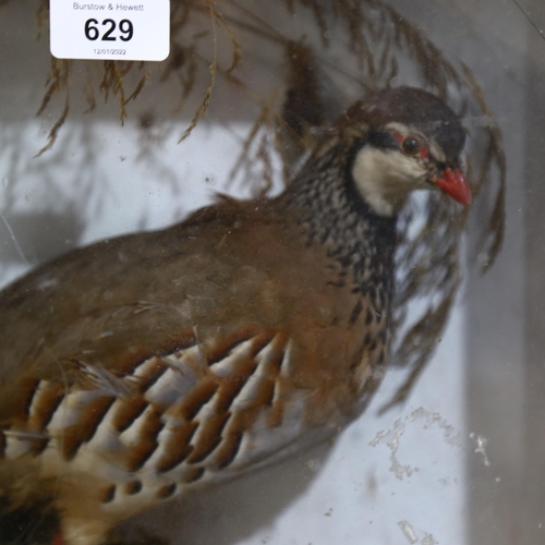 629 - TAXIDERMY - a red legged Partridge, in naturalistic surround and glazed case, width 36cm