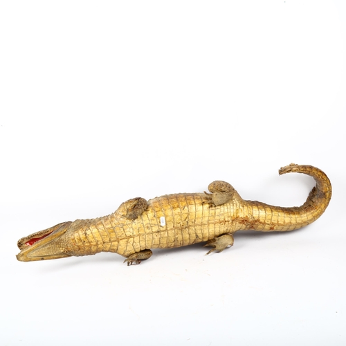 719 - TAXIDERMY - a crocodile, length 88cm